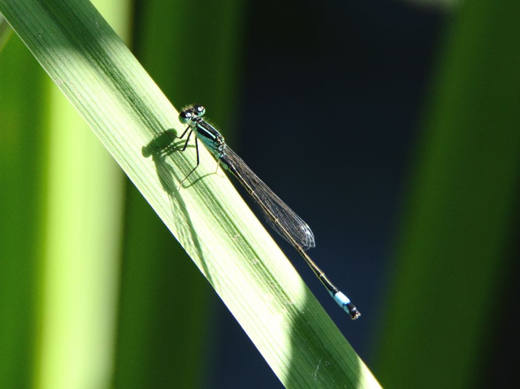Ischnura pumilio, femmina e Ischnura elegans, maschio